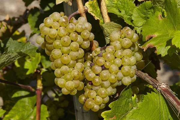 Trauben Beeren Traubenfrüchte — Stockfoto