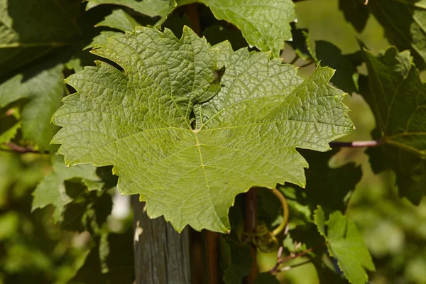 Feuilles Cep Vigne Dans Vignoble Près Saarburg Rhénanie Palatinat Allemagne — Photo