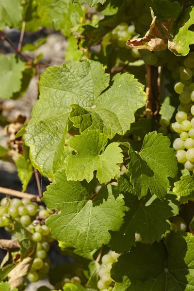 Leaves Vine Stocks Vineyard Saarburg Rhineland Palatinate Germany Taken Full — Stock Photo, Image