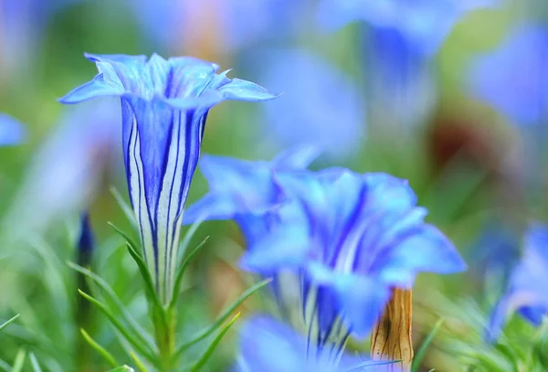 Гентианские Цветы Поле Медоу — стоковое фото