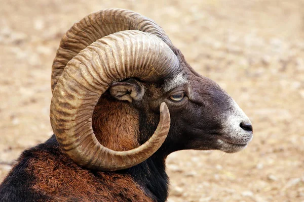 Kopfstudie Mouflon Ovis Orientalis Musimon — Φωτογραφία Αρχείου