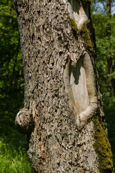 Baum Rinde Borke Wijzigen — Stockfoto