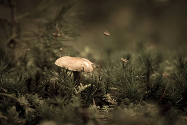 Champignon Une Forêt — Photo