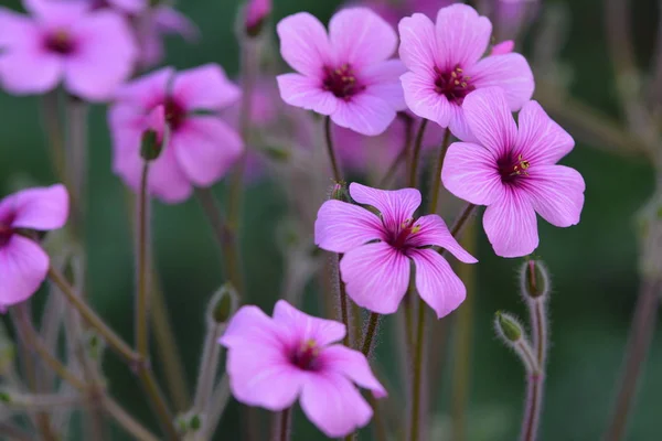 Petite Splendeur Fleurs Violettes — Photo