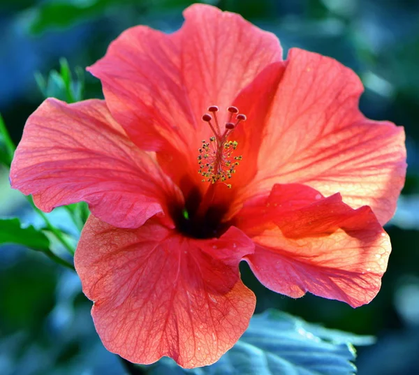 Cênica Bela Flor Hibisco Colorido — Fotografia de Stock