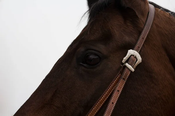 Furioso Severní Hvězda Maďarská Polokrev — Stock fotografie