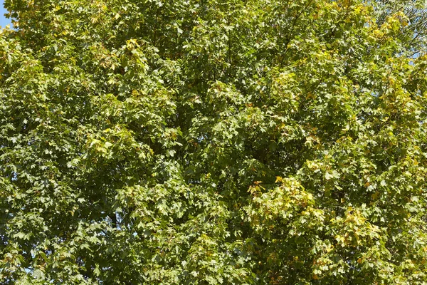 Φύλλα Από Ένα Δέντρο Που Λαμβάνονται Φωτεινή Ηλιοφάνεια — Φωτογραφία Αρχείου