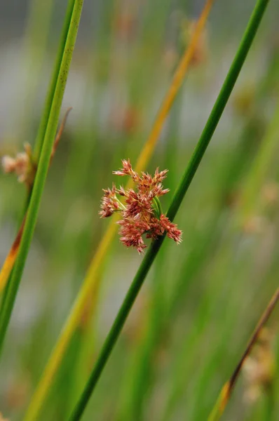 Blume Des Flatterrausches Juncus Effusus Wales Llyn Ogwen See — Stockfoto