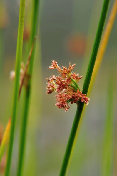 Galler Deki Llyn Ogwen Gölü Nde Kanat Çırpma Bulutunun Juncus — Stok fotoğraf