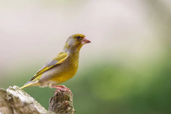 Vista Panorámica Hermoso Pájaro Pinzón Lindo — Foto de Stock