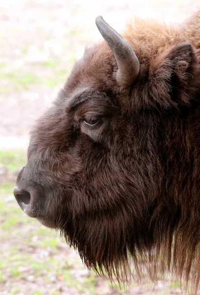 Bison Bisonte Bonasus Como Retrato — Foto de Stock