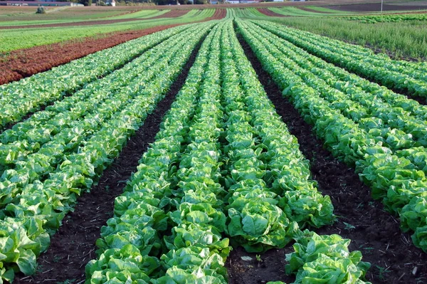 Lettuce Field Lettuce Plants — стоковое фото