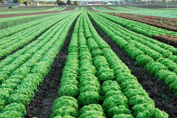 Campo Ensalada Herxheimweyher Palatinado Sur — Foto de Stock