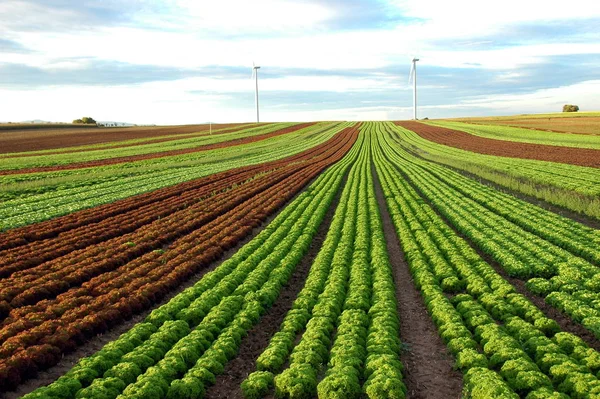 Salatanbau Windenergie Zuidelijke Palts — Stockfoto