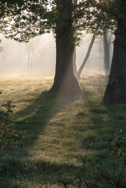 Drzewa Trawa Lina Świetle Wczesnego Ranka — Zdjęcie stockowe