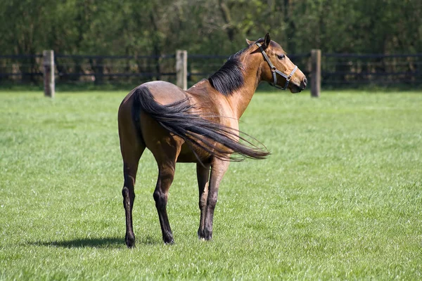 Bonito Cavalo Selvagem Natureza — Fotografia de Stock