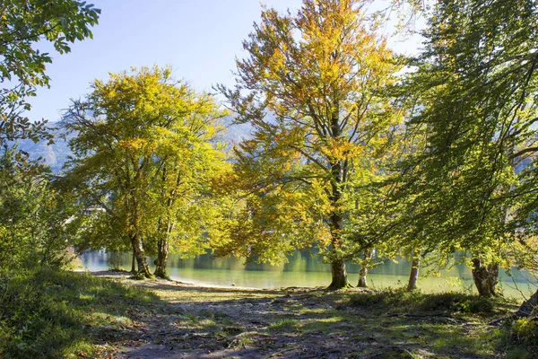 Staré Stromy Jezera Bohinj Slovinsko — Stock fotografie