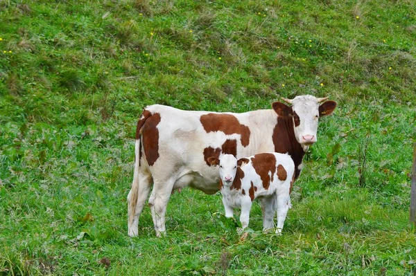 Aussichtsreicher Blick Auf Die Landwirtschaft Auf Dem Land — Stockfoto