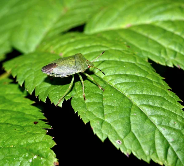 野生の自然界での虫の接近 — ストック写真