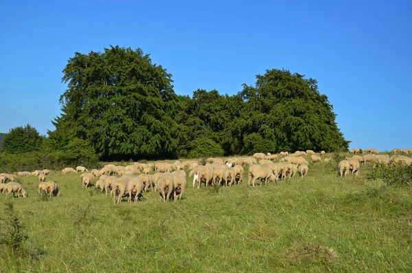 Troupeau Moutons Animaux Ferme — Photo