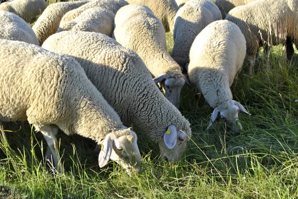 Naturskön Utsikt Över Landsbygden Selektivt Fokus — Stockfoto