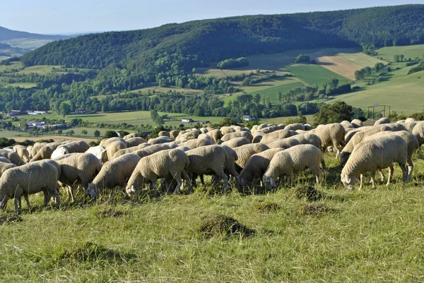 Saueflokk Landbruksdyr – stockfoto