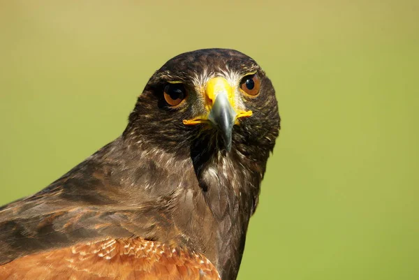 Schilderachtig Uitzicht Majestueuze Buizerd Roofdier — Stockfoto