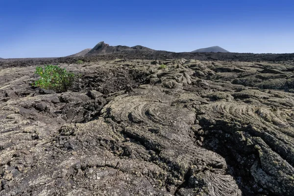 Landsliv Selektivt Fokus — Stockfoto