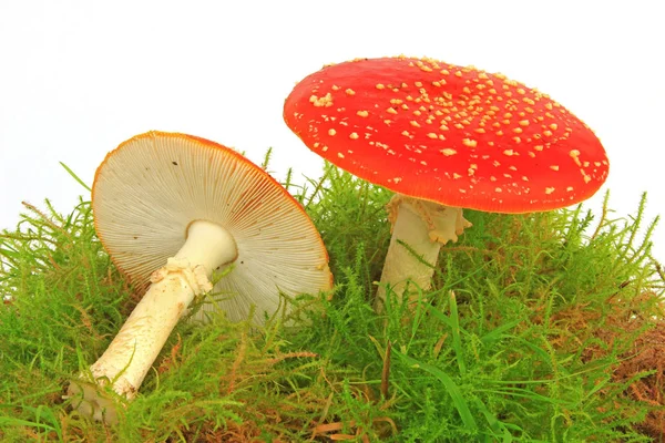 Fliegenpilze Amanita Muscaria Moos Vor Weißem Hintergrund Ausgenommen — Stockfoto