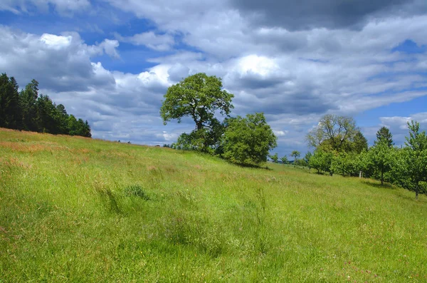 Wiese Mit Obstbäumen Waldrand — Stockfoto