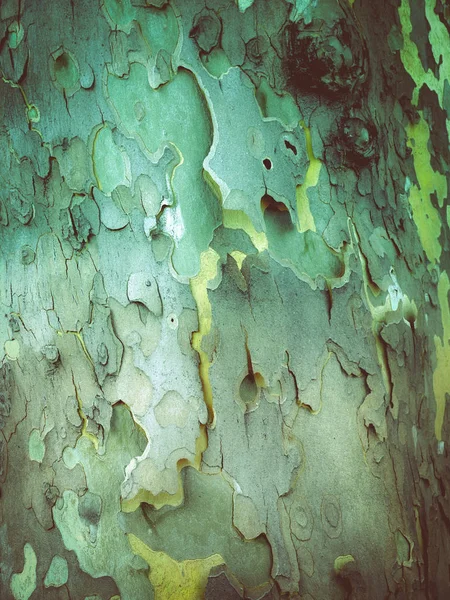 Bark Fra Trær Strukturert Naturtre – stockfoto