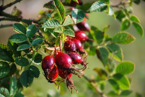 Rose Hips Close Branch Green Leaves — Stock Photo, Image