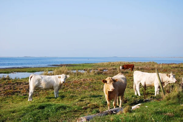 Vista Idílica Uma Pastagem Com Vacas Pastando Ilha Sueca Oland — Fotografia de Stock