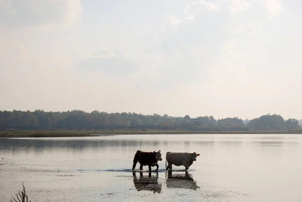Дві Молоді Корови Ходять Воді Туманний Ранній Осінній День — стокове фото