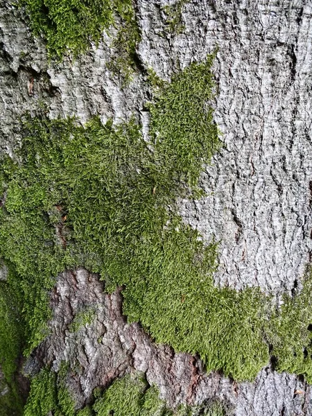 树干上覆盖着苔藓 — 图库照片