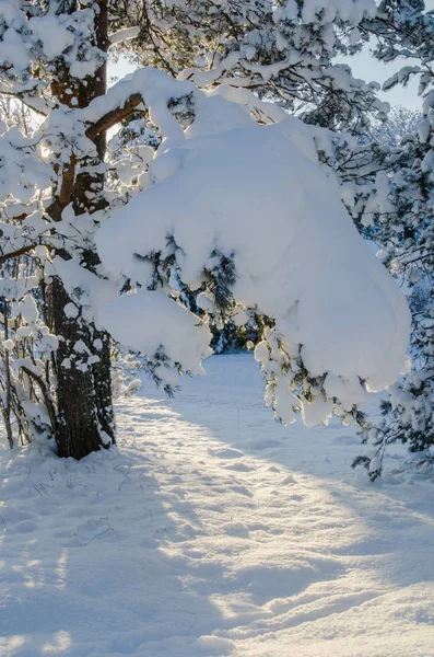 冬の雪は青空を背景に木覆われています Viitna エストニア — ストック写真