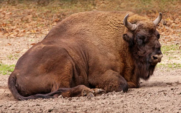 Resting Bison Bison Bonasus — стоковое фото