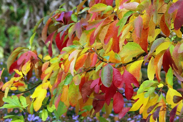 Americano Febre Árvore Sassafras Albidum — Fotografia de Stock