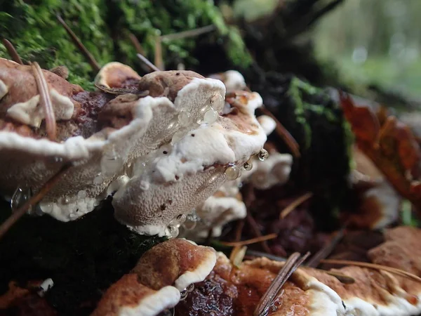 Growing Mushrooms Forest Nature Background — Stock Photo, Image