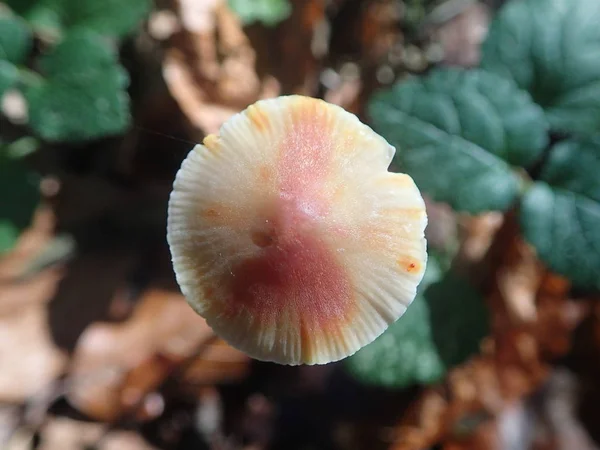 季节蘑菇 真菌植物 — 图库照片