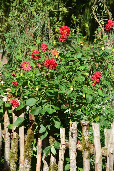 Vacker Botanisk Skott Naturliga Tapeter — Stockfoto