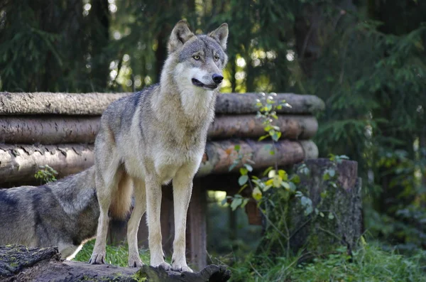 Detailní Záběr Zvířat Zoologické Zahradě — Stock fotografie