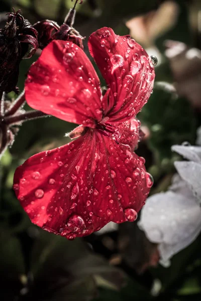 Yağmurda Çiçek — Stok fotoğraf