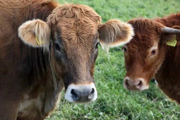 Mucche Nel Paesaggio Naturale Attenzione Selettiva — Foto Stock
