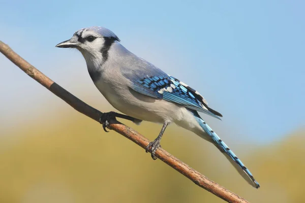 Blue Jay Corvid Cyanocitta Dengan Latar Belakang Berwarna Warni — Stok Foto