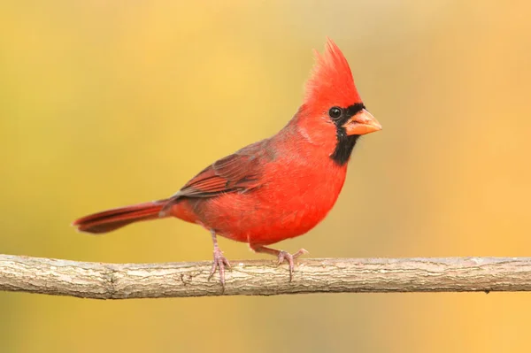 Männlicher Nördlicher Kardinal Cardinalis Auf Einem Zweig Winter — Stockfoto