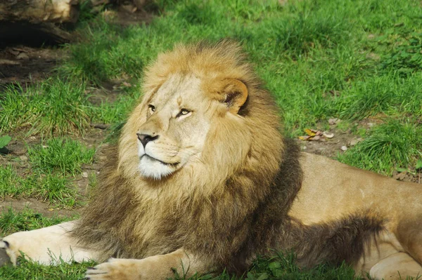 Lion Predator Wild Carnivore Cat — Stock Photo, Image