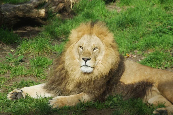 Depredador Leones Gato Carnívoro Salvaje —  Fotos de Stock