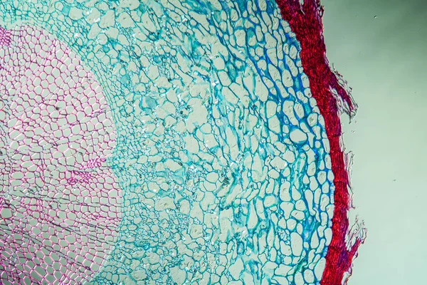 Abstrakte Oberfläche Mikrobiologische Zellen — Stockfoto