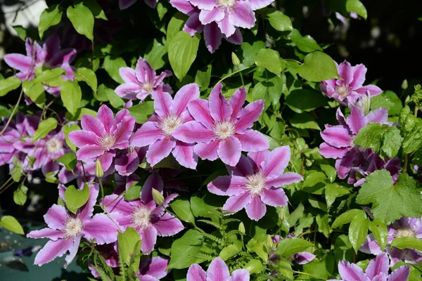 Clematis Waldrebe Flor Rosa Flores Arbusto Arbusto Flores Flores Clematis — Foto de Stock